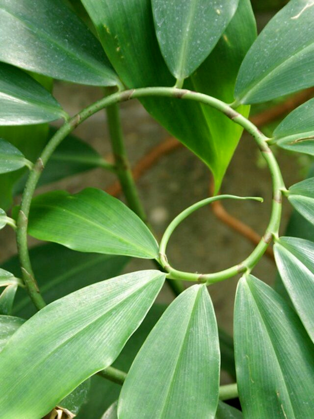 Unlocking Golden Ratio
