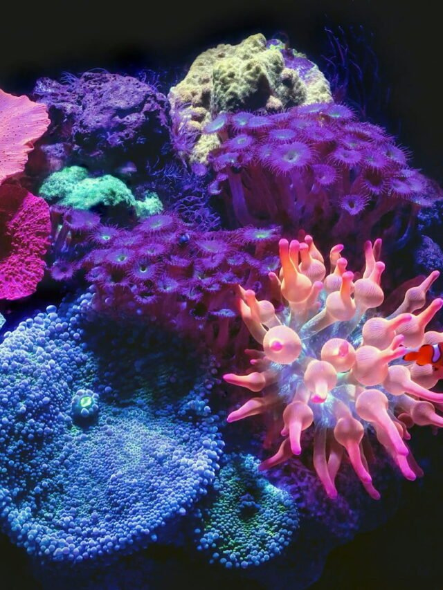 Bioluminescent Wonders: A Journey Through Earth’s Biodiversity